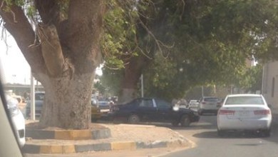 شجرة القصر الجمهوري بالسودان تقتل المواطنين ..أطلقوا عليها اسم "الملعونة" 44744