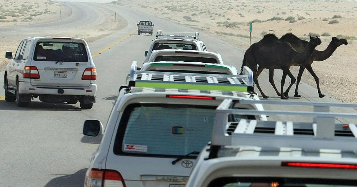 "الجمل الصحراوي".. وحدة القياس الجديدة لسيارات الدفع الرباعي 8000000