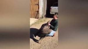 طائر عملاق يحتضن رجلاً أنقذ حياته.... طائر