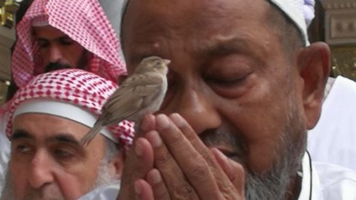 خشوع للرحمن وطير آمن طير