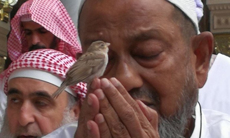 خشوع للرحمن وطير آمن طير