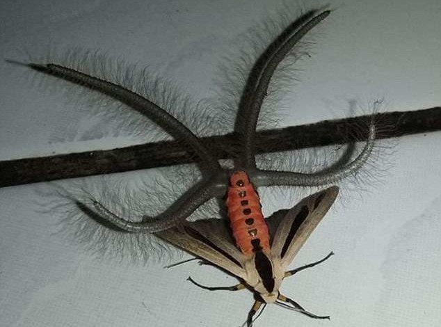 بالصور........مخلوق غريب يثير الرعب في أستراليا ximage jpg pagespeed ic rlwC3uhma4