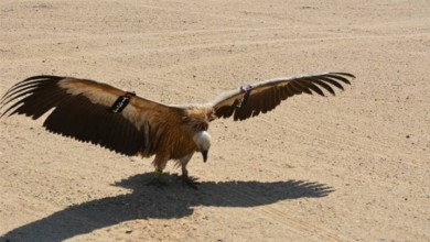 الشرطة السودانية: القبض على صقر اسرائيلي يحمل أداة استكشافية خطيرة 8790000