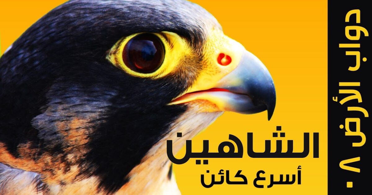 بالصورة .. سوداني يعرض أسرع طائر في العالم للبيع بـ 400 مليون جنيه ..إليك التفاصيل maxresdefault