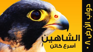 بالصورة .. سوداني يعرض أسرع طائر في العالم للبيع بـ 400 مليون جنيه ..إليك التفاصيل maxresdefault
