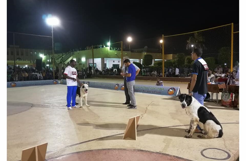 بالصور.. استخراج شهادات نسب للكلاب في السودان كلب2