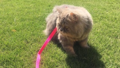 مرشحة الرئاسة السودانية لوشي تفقد قطها المحبب ميشو وتضع عنوان منزلها لأول مرة من أجله