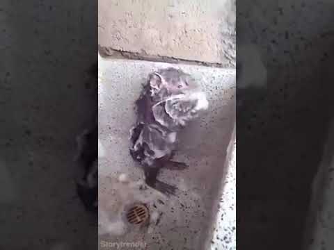 الشرطة الهندية تحمل "فئرانا" مسؤولية اختفاء ألف لتر خمور 72943