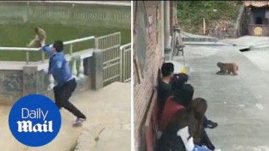 بالفيديو... قرود تنتقم بشراسة من شاب سخر منها 85457 - بالفيديو... قرود تنتقم بشراسة من شاب سخر منها