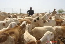 252 2 - الخرطوم ترتب لإنشاء سوق مواشي بأمدرمان