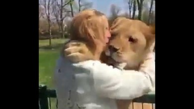لبؤة تطبق المثل "السارق من السارق كالوارث من أبيه"... فيديو 79812