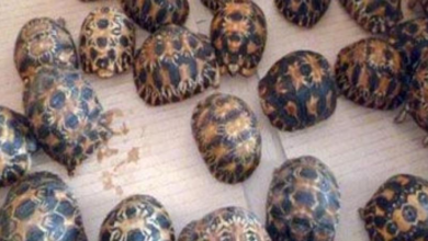 سلحفاء برية