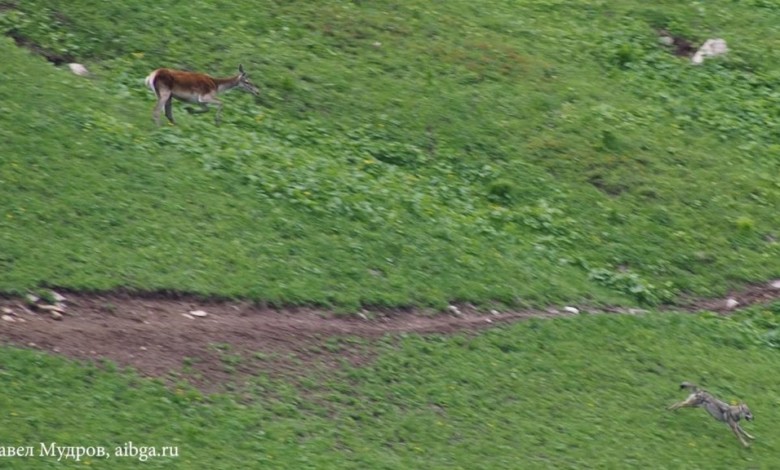 معركة شرسة... ذئب يختطف طفلا 92192