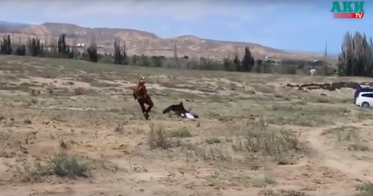 بالفيديو..نسر عملاق ينقض على طفلة ويحاول خطفها 98853