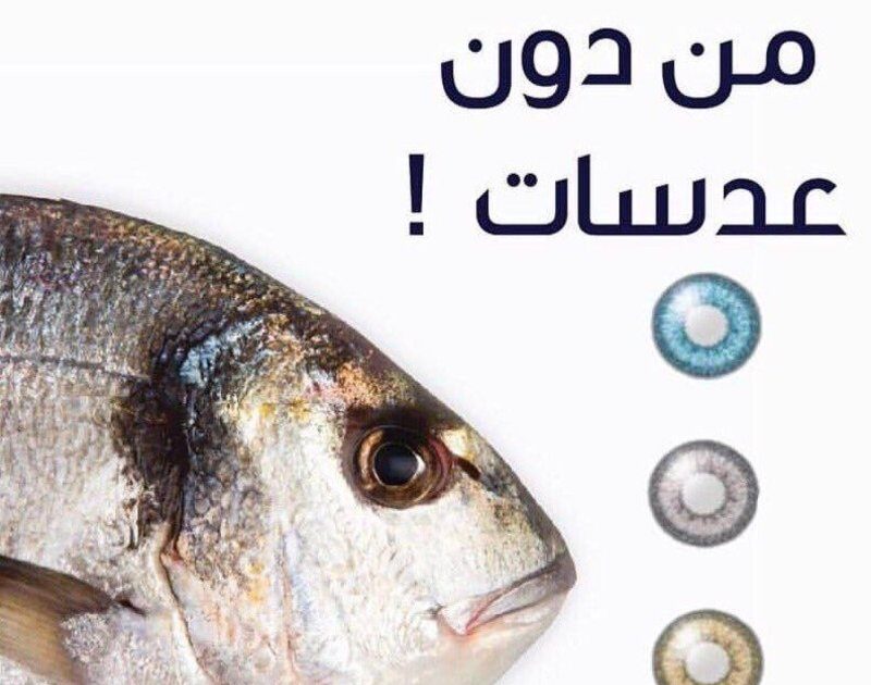 سمك بـ"عدسات لاصقة" يثير استياء الكويتيين.. التفاصيل هنا سمك بعدسات لاصقه