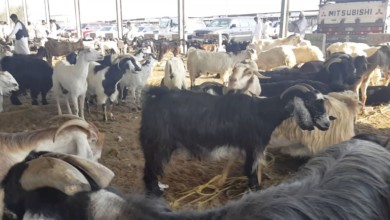 ماعز غنم اغنام