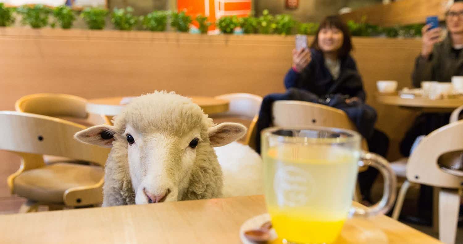 سيلفي مع خروف يسبب أزمة بين ضرتين ويقود لطلب الطلاق خروف