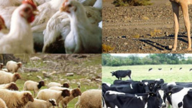 ثروة حيوانية