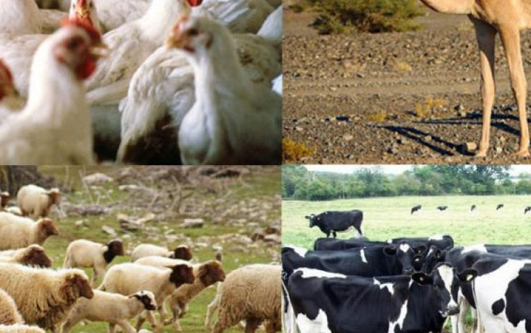 السعودية تضع شروطاً لصادر الثروة الحيوانية السودانية ثروة حيوانية