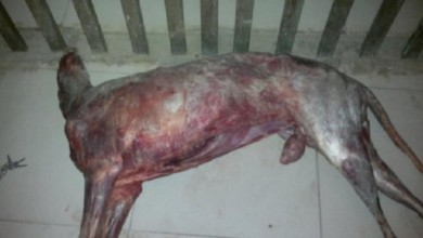سودافاكس : القبض على تاجر يبيع لحوم الكلاب بالخرطوم لحوم كلاب