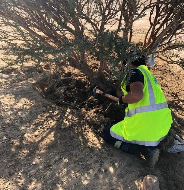 راعي