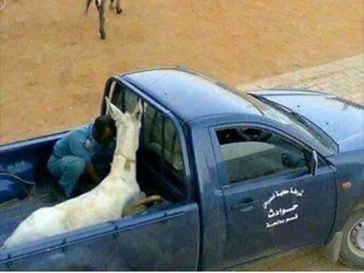 السودان: إعتقال حمار كتب عليه "تسقط_بس" اعتقال حمار2