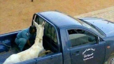 السودان: إعتقال حمار كتب عليه "تسقط_بس" اعتقال حمار2