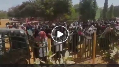 بالفيديو ...جامعة الجزيرة تخرج في مظاهرات حاشدة جامعة الجزيرة