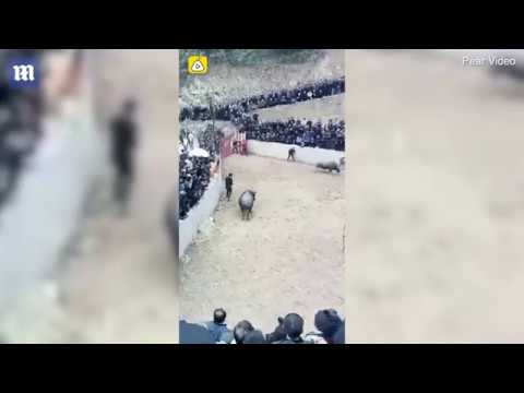 فيديو العقاب الفوري.. سقى الثور خمراً فقتله دهساً 140530