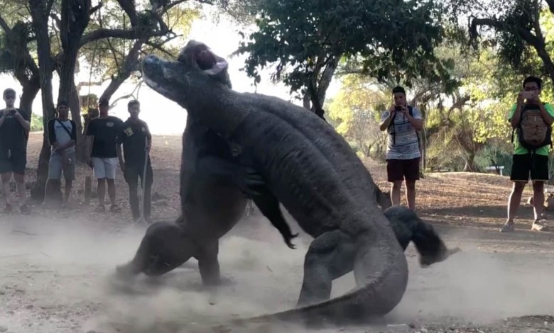 بالفيديو... صراع حاد بين أشرس الحيوانات في العالم 142255