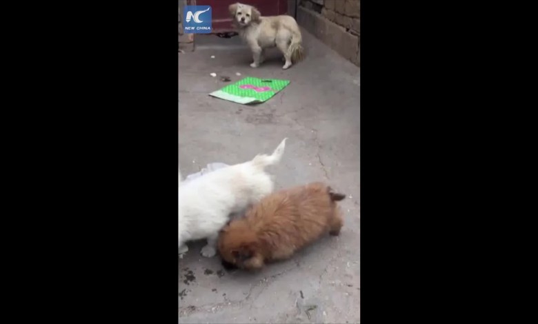 فيديو مؤثر... ماذا فعل كلب صغير مع أمه الجائعة 143566