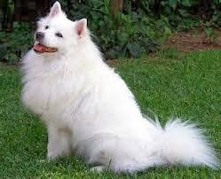 كلاب اللولو