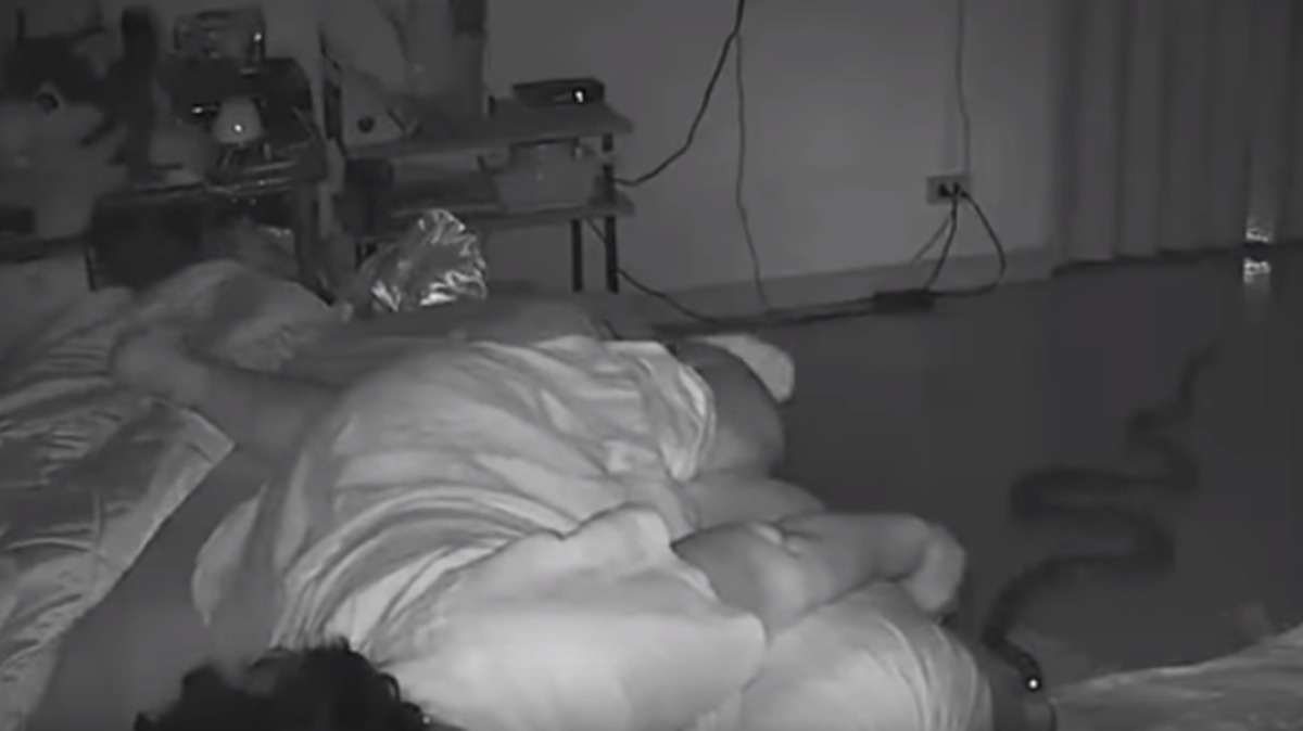 شاهد ثعباناً ينسل إلى غرفة مسنة ليلدغها وهي نائمة ثعبان