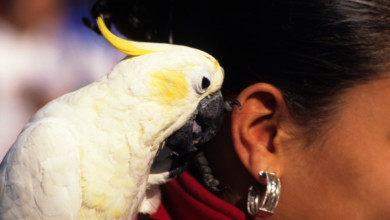 o THE BIRD TOLD ME 570