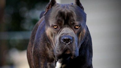 كين روسو كلب