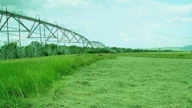 مدير الإنتاج بسنار: القطاع الزراعي يمثل ركيزة الاقتصاد السوداني زراعة