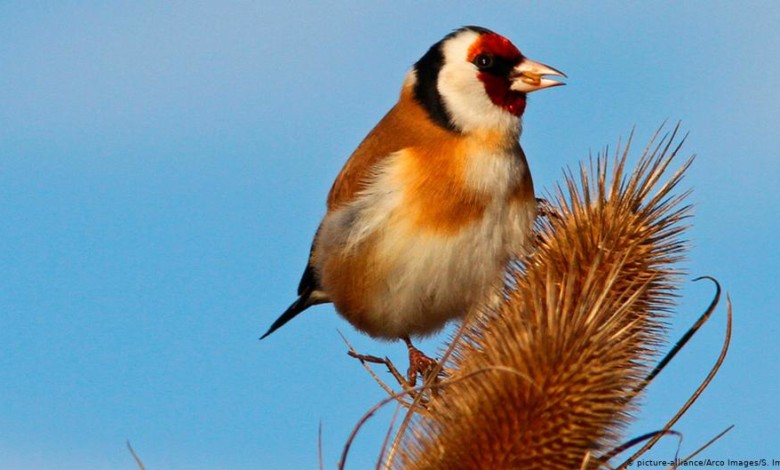 طائر صغير جدا يعطل مشروعا بمليارات الدولارات! 18802152 403