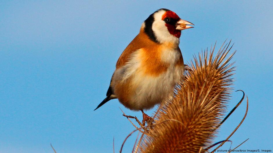 طائر صغير جدا يعطل مشروعا بمليارات الدولارات! 18802152 403