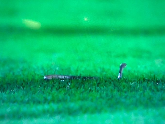 بالفيديو.. ثعبان يوقف مباراة في كأس خادم الحرمين الشريفين image