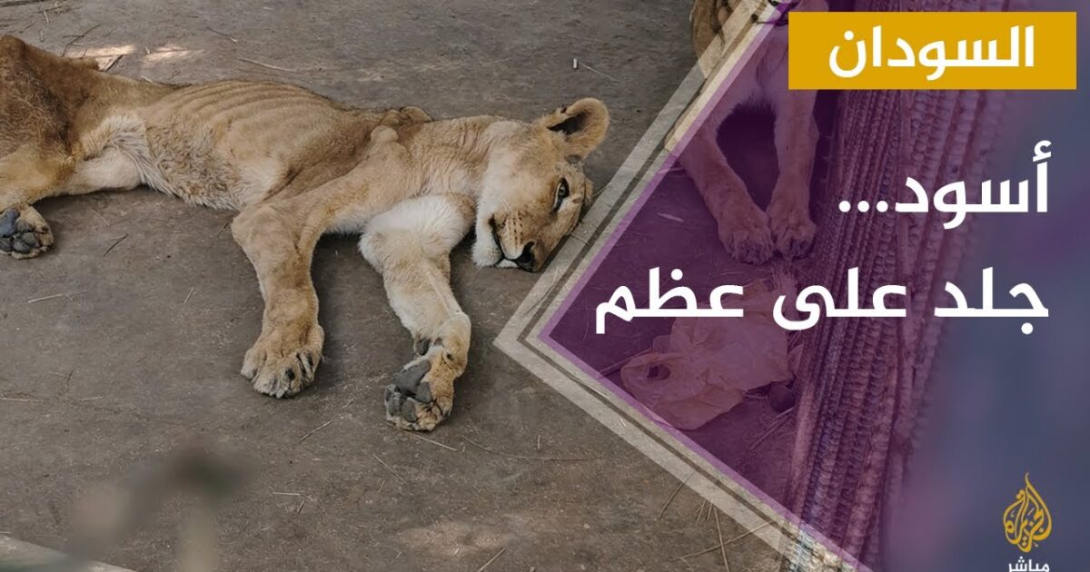 أسود في حديقة القرشي السودانية.. جلد على عظم maxresdefault 2