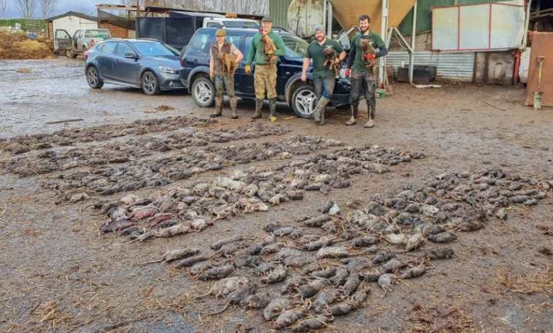 كلاب تصطاد 700 فأر في مزرعة خلال يوم واحد فأر