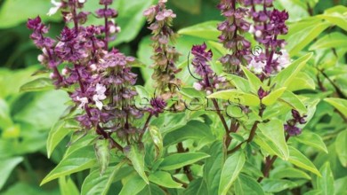 Licorice Basil 1 Gram 900 s Pcs Licorice Flavor Herb Garden Ocimum basilicum Flower Herb