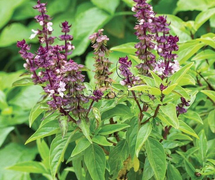 رجل يدعي علاج فيروس الكورونا بـ(الريحان والقرض) Licorice Basil 1 Gram 900 s Pcs Licorice Flavor Herb Garden Ocimum basilicum Flower Herb