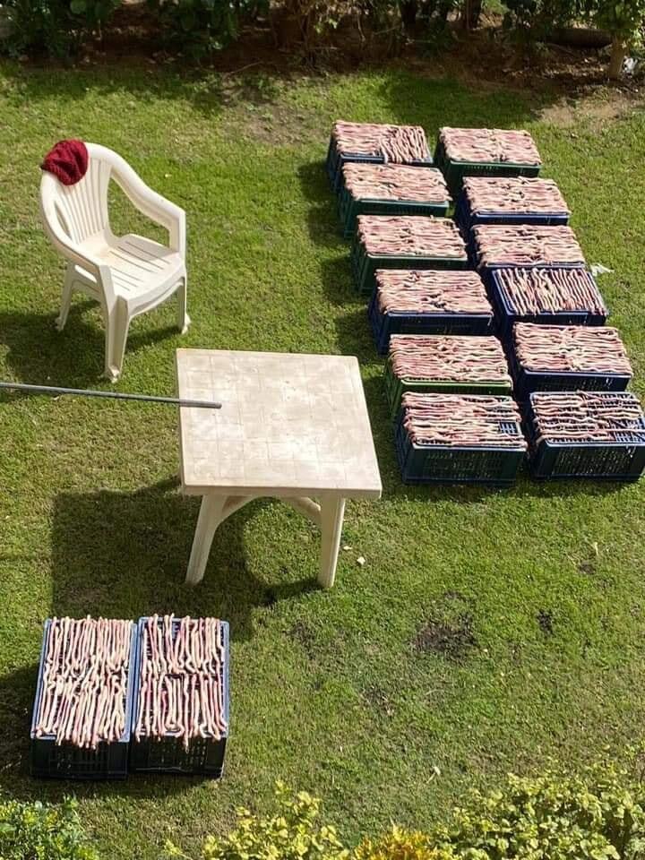 صينيون في مصر يثيرون ضجة كبيرة بعد تجهيزهم وجبة ثعابين ثعابين