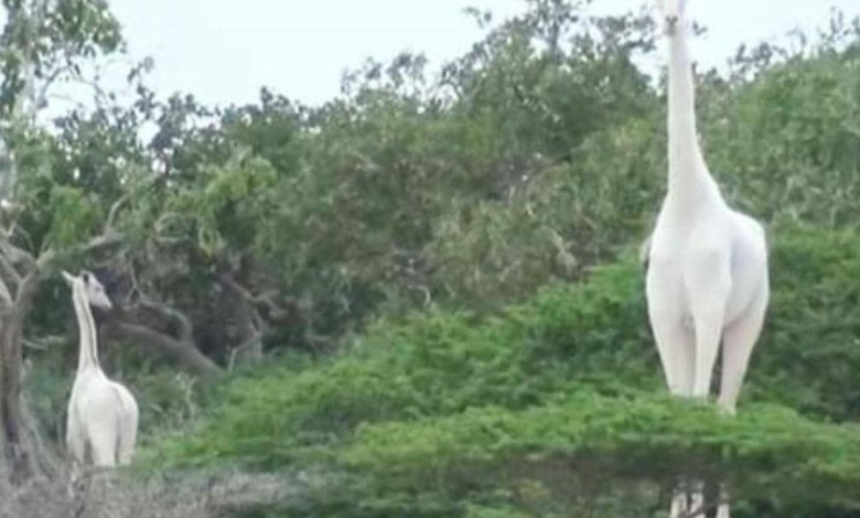 صيادون يقتلون الزرافة البيضاء الوحيدة في العالم 1 1327431