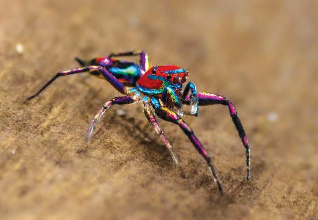 العنكبوت الطاووس يخطف الأنظار image 6