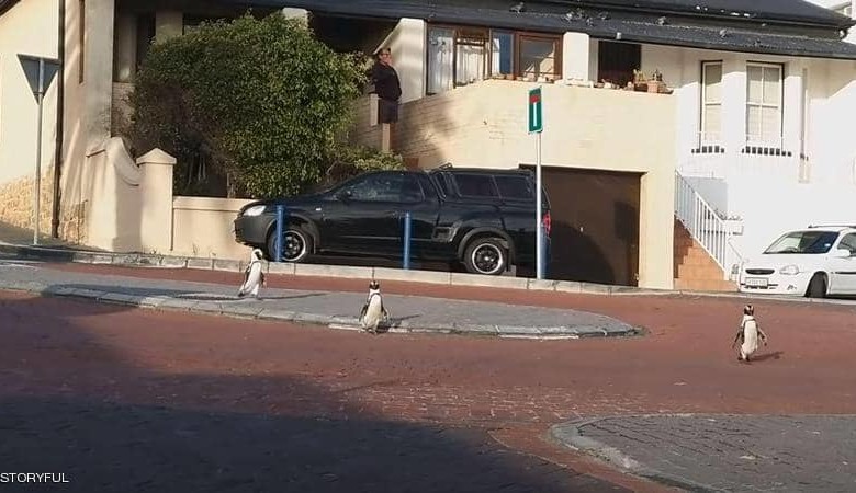 مع حظر التجول.. فيديو يوثق "مغامرة البطاريق" بجنوب إفريقيا 1 1338281