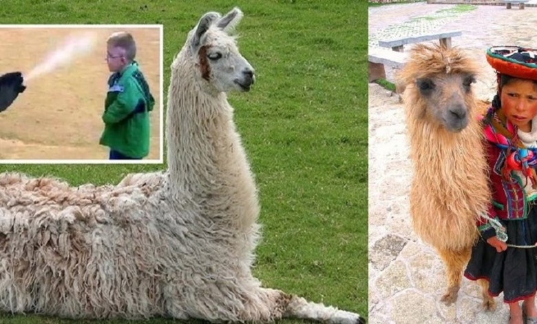 دم هذا الحيوان الذي يبصق بوجه الإنسان قد يفتك بكورونا 7c1327ba 7007 49c3 a3ef 8e07cf2f362e 16x9 1200x676