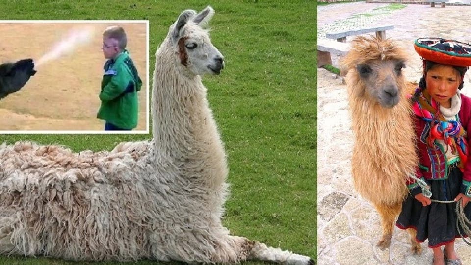 7c1327ba 7007 49c3 a3ef