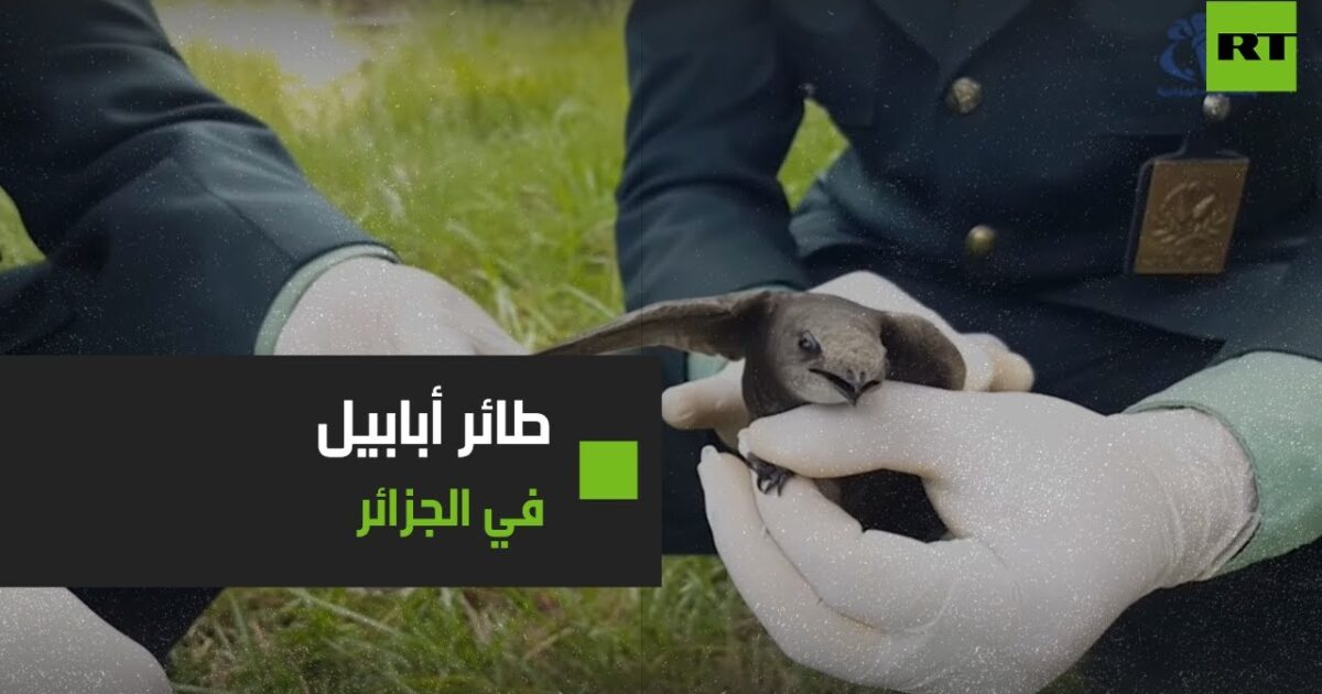 بالفيديو .. جدل على مواقع التواصل بعد العثور على " طائر أبابيل " في الجزائر 254869
